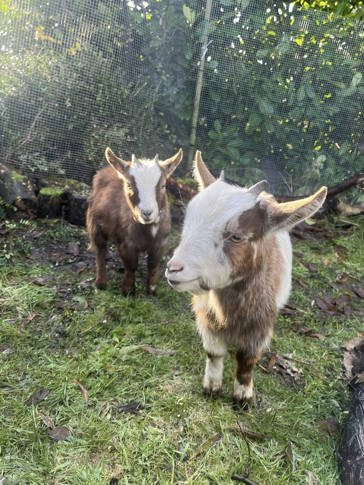 Pygmy goats in the outdoor area at Springfield Farm Day Nursery