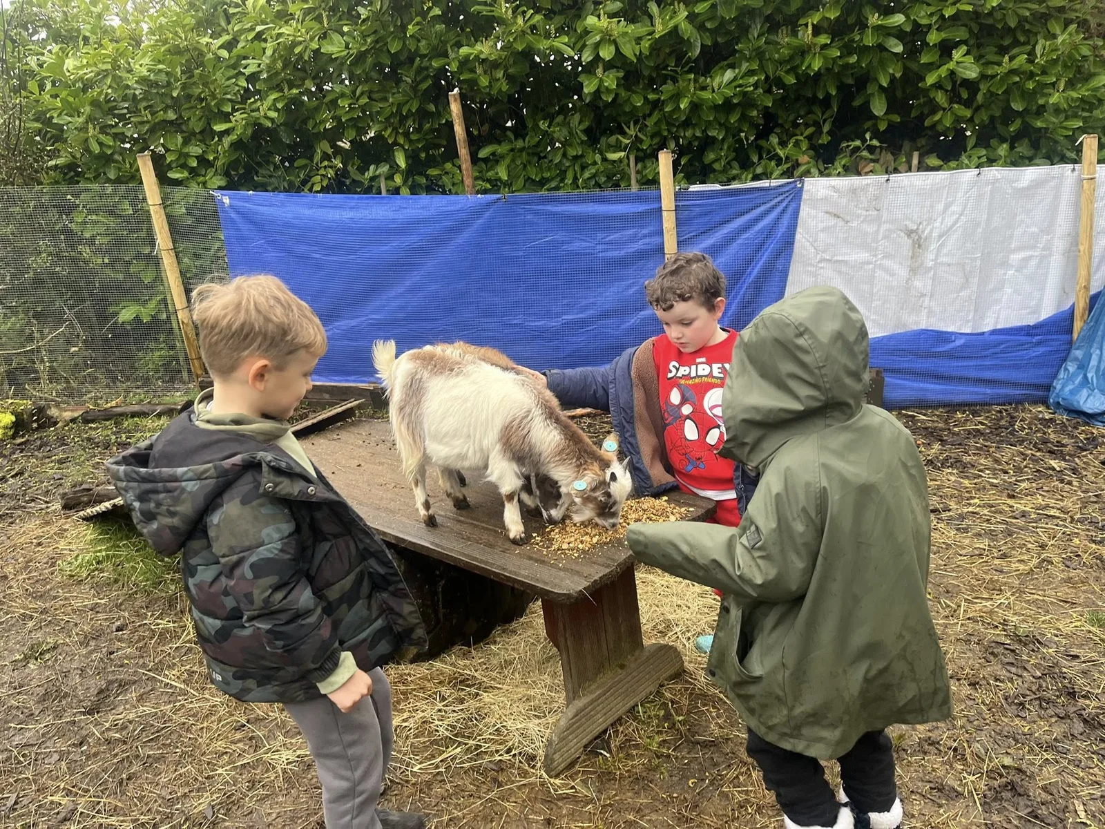 Children feeding a pygmy goat at Springfield Farm Day Nursery